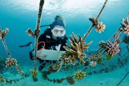 A scuba diver inspecting coral growing at Kokomo Island Fiji’s underwater reef restoration project. The coral is growing in clumps on long ropes suspended above the ocean floor.