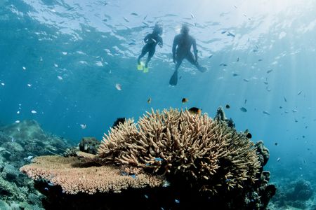 Two people snorkelling above a large piece of colourful coral in clear blue water, with numerous fish swimming all around the coral bed.