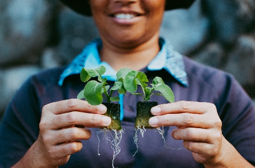 Fresh plants cultivated at Kokomo Private Island Fiji