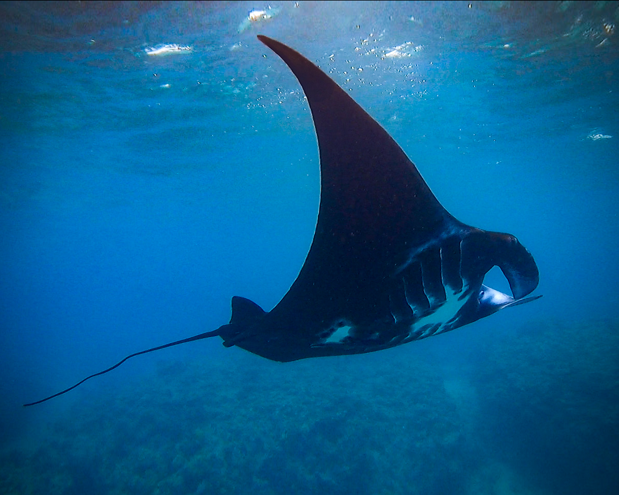 Photo of Manta Ray at Kokomo Private Islandf Fiji