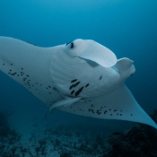 Manta Conservation at Kokomo Private Island Fiji.