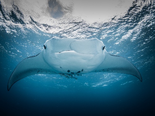 Adopt A Manta at Kokomo Private Island Fiji