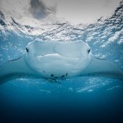 Adopt A Manta at Kokomo Private Island Fiji.