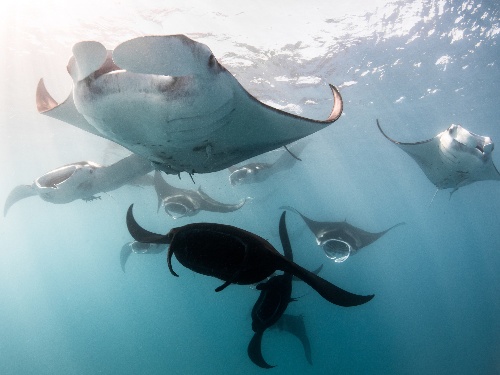 Cyclone Feeding at Kokomo Private Island Fiji