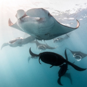 Cyclone Feeding at Kokomo Private Island Fiji.