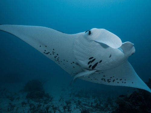 Manta Conservation at Kokomo Private Island Fiji