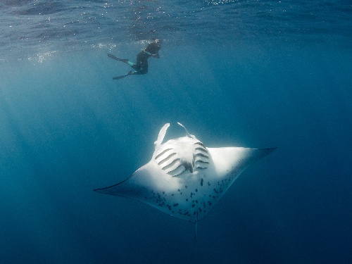 Manta Identification at Kokomo Private Island Fiji