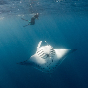 Manta Identification at Kokomo Private Island Fiji.