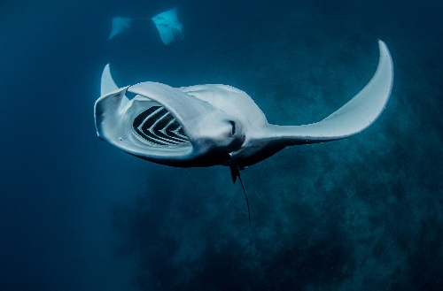 Under water photo of white manta ray 