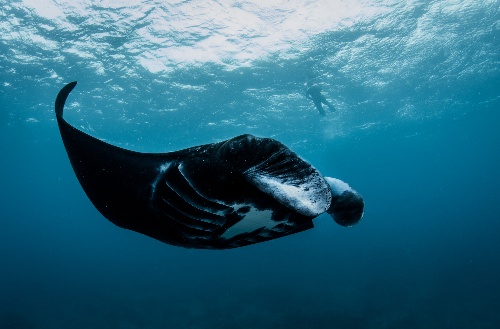 Under water photo of black manta ray 