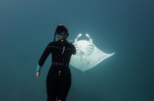 Scuba diver taking a video of manta ray swiming next to him
