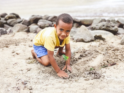 Mangrove Reforestation at Kokomo Private Island Fiji