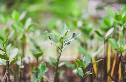 Close up shot of mangrove growing at Kokomo Private Island Fiji