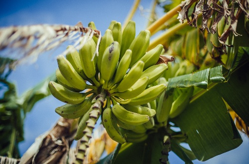 Banana tree with bananas growing on it at Kokomo Private Island Fiji