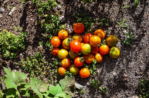 Fresh tomatoes grown at the farm at Kokomo Private Island Fiji