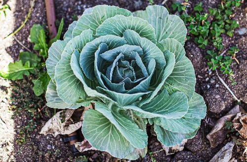 Lettuce growing at the farm at Kokomo Private Island Fiji