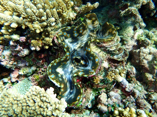 Clam Nursery at Kokomo Private Island Fiji