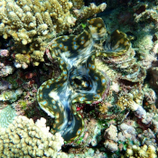 Clam Nursery at Kokomo Private Island Fiji.