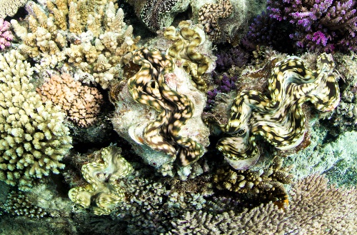 Giant clam in its natural enviroment under water
