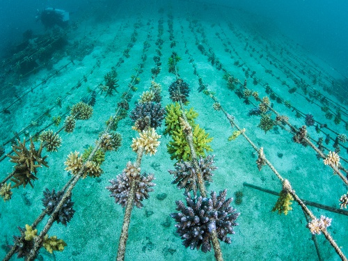 Coral Restoration at Kokomo Private Island Fiji