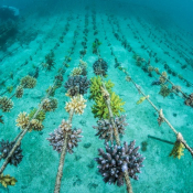 Coral Restoration at Kokomo Private Island Fiji.