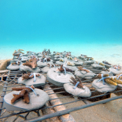 Cement Disk Nurseries at Kokomo Private Island Fiji