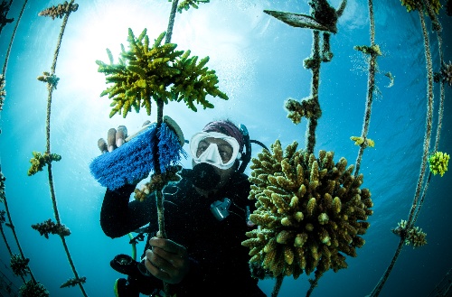 Coral cleaning in progress under water