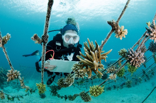 Scuba diver inspecting coral udner water