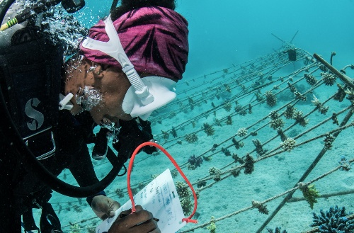 Scuba diver making notes under water on corals