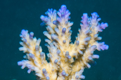 Close up of coral under water