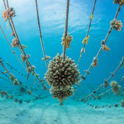 Horizontal Rope Nurseries at Kokomo Private Island Fiji