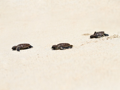 Turtle Project at Kokomo Private Island Fiji