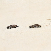 Turtle Project at Kokomo Private Island Fiji.