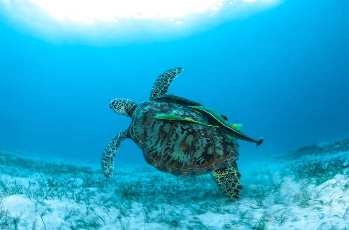 Large turtle swiming underwater with fishes