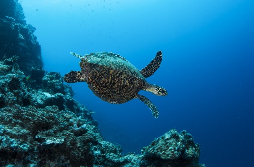 Large turtle swiming underwater