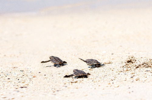 Baby turtles on the Kokomo beach