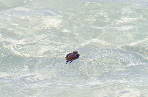 Baby turtle swiming in cristal clear water at Kokomo