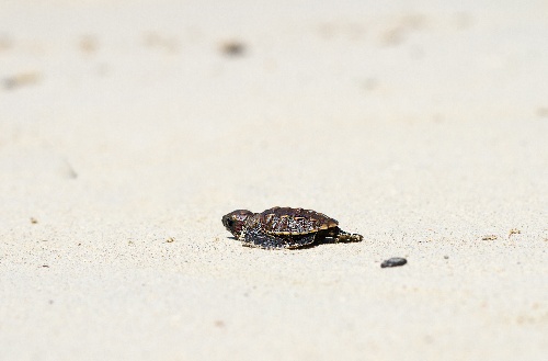 Baby turtle on the Kokomo beach