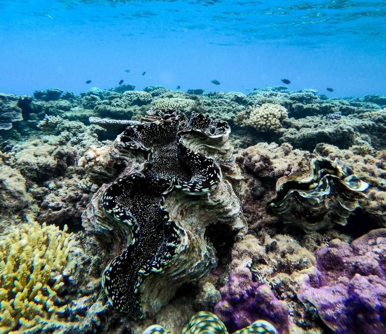 Kokomo Clam Nursery News Kokomo Private Island Fiji