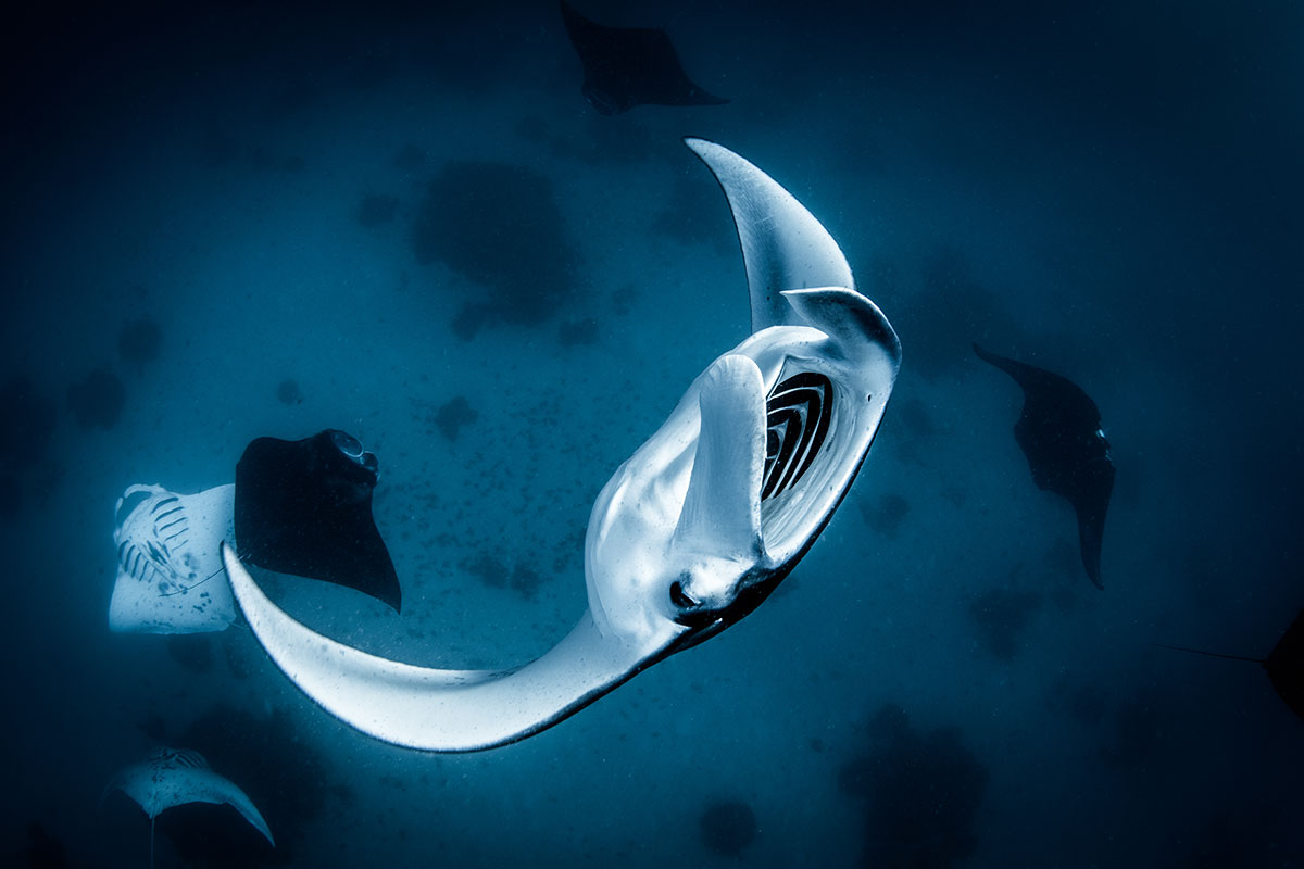 Manta Ray Cyclone Feeding