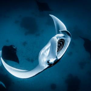 Manta Ray Cyclone Feeding