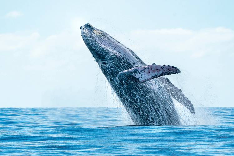 Humpback Highway