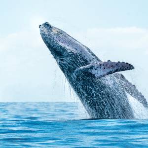 Humpback Highway