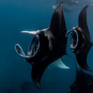 Mantas - A Year In Review