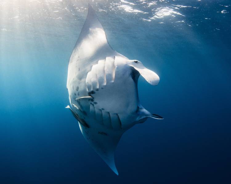 Mantas - June Sightings