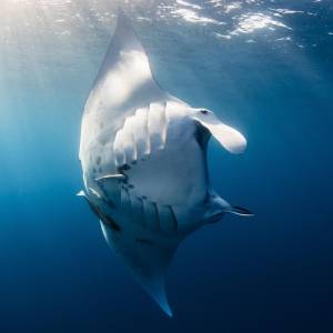 Mantas - June Sightings